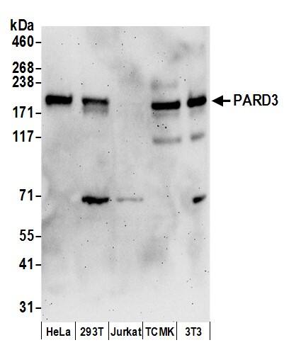 Western Blot:[NBP3-30446]-Detection of human and mouse PARD3 by western blot. Samples: Whole cell lysate from HeLa, HEK293T, Jurkat, mouse TCMK-1, and mouse NIH 3T3 cells prepared using NETN lysis buffer. Antibodies: Affinity purified rabbit anti-PARD3 antibody used for WB at 0. 1 µg/ml. Detection: Chemiluminescence with an exposure time of 3 minutes.