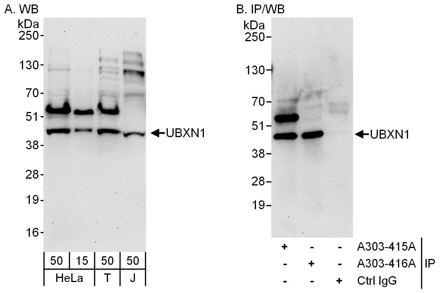 Western Blot:[NBP3-30450]-Detection of human UBXN1 by western blot and immunoprecipitation. Samples: Whole cell lysate from HeLa , HEK293T and Jurkat cells. Antibodies: Affinity purified rabbit anti-UBXN1 antibody used for WB at 0. 04 µg/ml and 0. 4 µg/ml and used for IP at 6 µg/mg lysate. UBXN1 was also immunoprecipitated by rabbit anti-UBXN1 antibody , which recognizes a downstream epitope. Detection: Chemiluminescence with exposure times of 30 seconds.