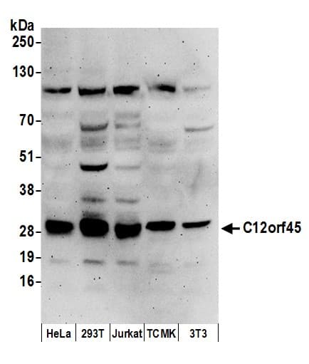 Western Blot C12orf45 Antibody - BSA Free