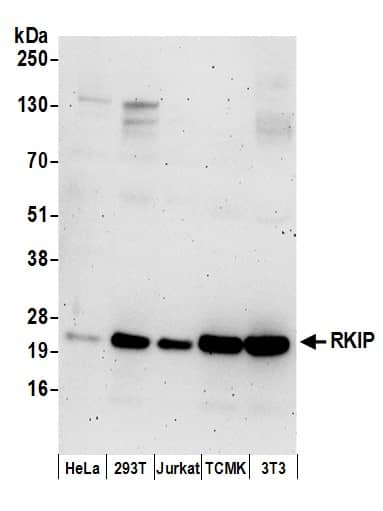 Western Blot:[NBP3-30468]-Detection of human and mouse RKIP by western blot. Samples: Whole cell lysate from HeLa, HEK293T, Jurkat, mouse TCMK-1, and mouse NIH 3T3 cells prepared using NETN lysis buffer. Antibodies: Affinity purified rabbit anti-RKIP antibody used for WB at 0. 1 µg/ml. Detection: Chemiluminescence with an exposure time of 3 minutes.