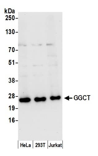 Western Blot:[NBP3-30470]-Detection of human GGCT by western blot. Samples: Whole cell lysate from HeLa, HEK293T, and Jurkat cells prepared using NETN lysis buffer. Antibody: Affinity purified rabbit anti-GGCT antibody used for WB at 0. 1 µg/ml. Detection: Chemiluminescence with an exposure time of 10 seconds.