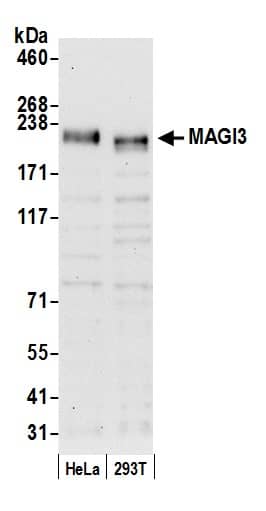 Western Blot:[NBP3-30490]-Detection of human MAGI3 by western blot. Samples: Whole cell lysate from HeLa and 293T cells prepared using NETN lysis buffer. Antibody: Affinity purified rabbit anti-MAGI3 antibody used for WB at 0. 04 µg/ml. Detection: Chemiluminescence with an exposure time of 30 seconds.