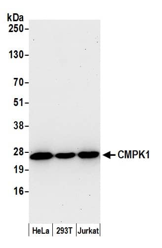 Western Blot:[NBP3-30504]-Detection of human CMPK1 by western blot. Samples: Whole cell lysate from HeLa, HEK293T, and Jurkat cells prepared using NETN lysis buffer. Antibody: Affinity purified rabbit anti-CMPK1 antibody used for WB at 0. 1 µg/ml. Detection: Chemiluminescence with an exposure time of 30 seconds.