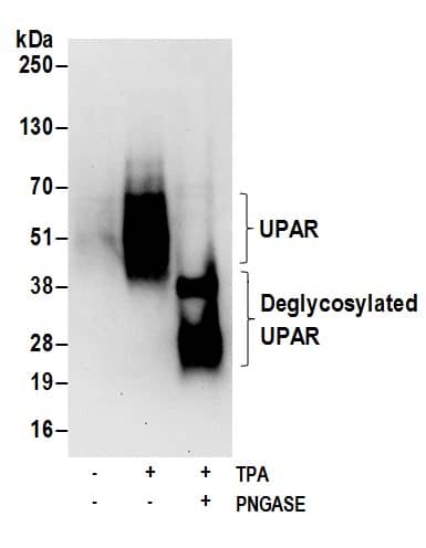 Western Blot:[NBP3-30507]-Detection of human glycosylated and deglycosylated UPAR by western blot. Samples: Whole cell lysate from U-937 cells incubated with or without TPA and lysed using NETN lysis buffer. The lysate was then treated or mock treated with PnGASE F. Antibodies: Affinity purified rabbit anti-UPAR antibody used for WB at 0. 1 µg/ml. Detection: Chemiluminescence with an exposure time of 30 seconds.