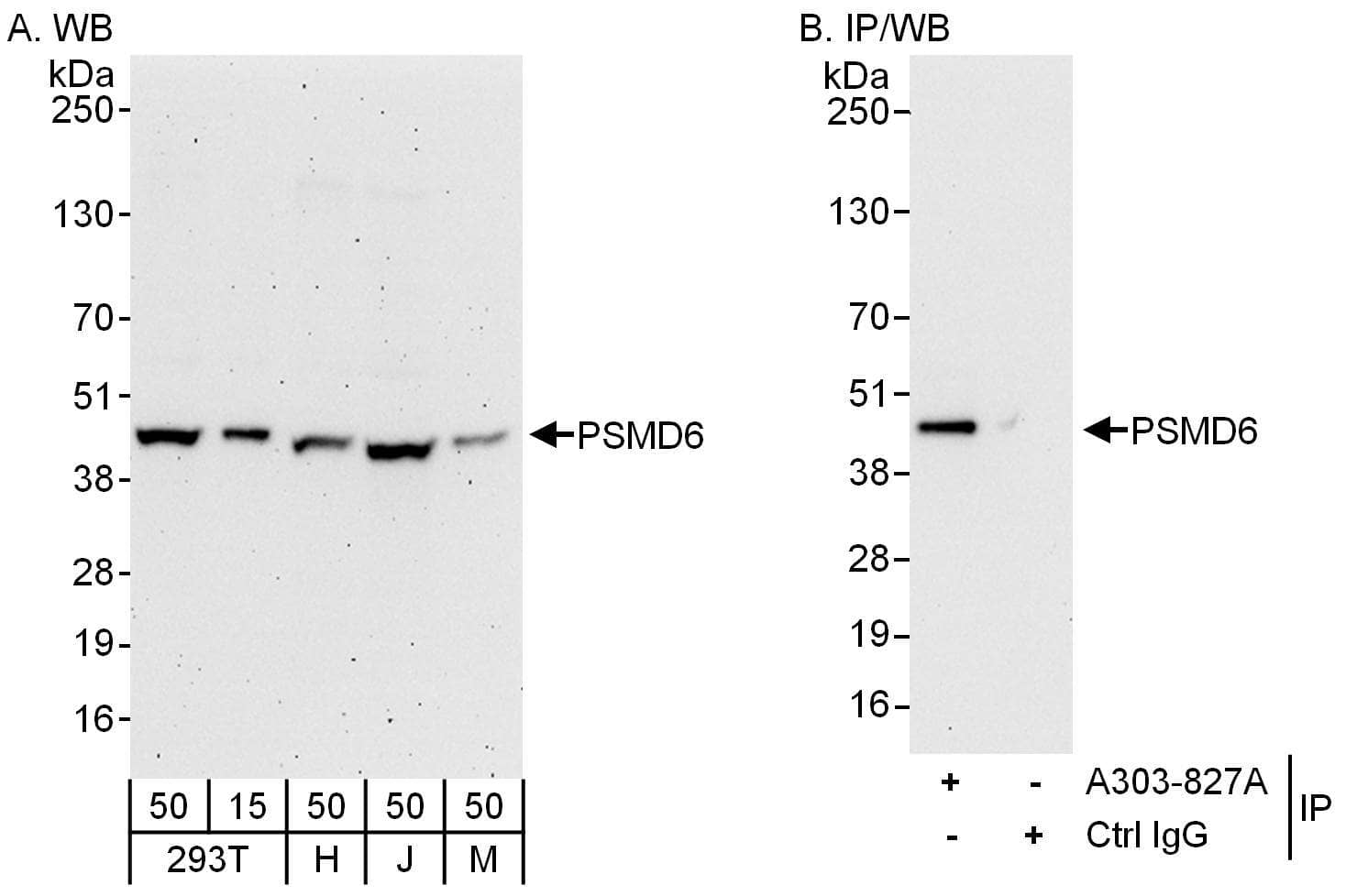 Western Blot:[NBP3-30530]-Detection of human and mouse PSMD6 by western blot and immunoprecipitation. Samples: Whole cell lysate from HEK293T , HeLa , Jurkat and mouse NIH 3T3 cells. Antibodies: Affinity purified rabbit anti-PSMD6 antibody used for WB at 0. 1 µg/ml and 1 µg/ml and used for IP at 6 µg/mg lysate. Detection: Chemiluminescence with exposure times of 3 minutes and 30 seconds.