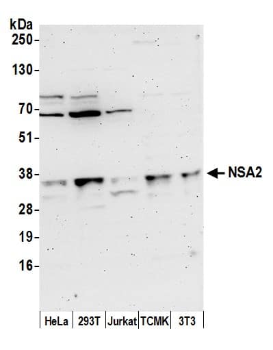 Western Blot:[NBP3-30534]-Detection of human and mouse NSA2 by western blot. Samples: Whole cell lysate from HeLa, HEK293T, Jurkat, mouse TCMK-1, and mouse NIH 3T3 cells prepared using NETN lysis buffer. Antibody: Affinity purified rabbit anti-NSA2 antibody used for WB at 0. 4 µg/ml. Detection: Chemiluminescence with an exposure time of 3 minutes.