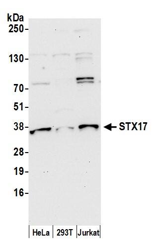 Western Blot:[NBP3-30537]-Detection of human STX17 by western blot. Samples: Whole cell lysate from HeLa, HEK293T, and Jurkat cells prepared using NETN lysis buffer. Antibody: Affinity purified rabbit anti-STX17 antibody used for WB at 0. 1 mg/ml. Detection: Chemiluminescence with an exposure time of 30 seconds.