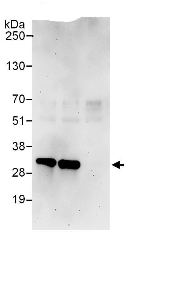 Immunoprecipitation:PA28 Activator alpha Subunit/PSME1 AntibodyNBP3-30556] -Detection of human PSME1 by western blot of immunoprecipitates. Samples: Whole cell lysate (1 mg for IP; 20% of IP loaded) from HEK293T cells. Antibodies: Affinity purified rabbit anti-PSME1 antibody NBP3-30556 (lot NBP3-30556-1) used for IP at 6 µg/mg lysate. PSME1 was also immunoprecipitated by rabbit anti-PSME1 antibody BL13937. For blotting immunoprecipitated PSME1, NBP3-30556 was used at 1 µg/ml. Detection: Chemiluminescence with an exposure time of 3 minutes.