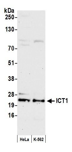 Western Blot:[NBP3-30558]-Detection of human ICT1 by western blot. Samples: Whole cell lysate from HeLa and K-562 cells prepared using NETN lysis buffer. Antibody: Affinity purified rabbit anti-ICT1 antibody used for WB at 0. 04 mg/ml. Detection: Chemiluminescence with an exposure time of 30 seconds.