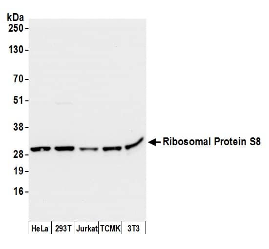 Western Blot:[NBP3-30559]-Detection of human and mouse Ribosomal Protein S8 by western blot. Samples: Whole cell lysate from HeLa, HEK293T, Jurkat, mouse TCMK-1, and mouse NIH 3T3 cells prepared using NETN lysis buffer. Antibody: Affinity purified rabbit anti-Ribosomal Protein S8 antibody used for WB at 0. 1 µg/ml. Detection: Chemiluminescence with an exposure time of 3 seconds.