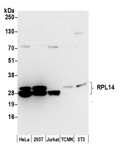 Western Blot:[NBP3-30560]-Detection of human and mouse RPL14 by western blot. Samples: Whole cell lysate from HeLa, HEK293T, Jurkat, mouse TCMK-1, and mouse NIH 3T3 cells prepared using NETN lysis buffer. Antibody: Affinity purified rabbit anti-RPL14 antibody used for WB at 0. 04 µg/ml. Detection: Chemiluminescence with an exposure time of 30 seconds.