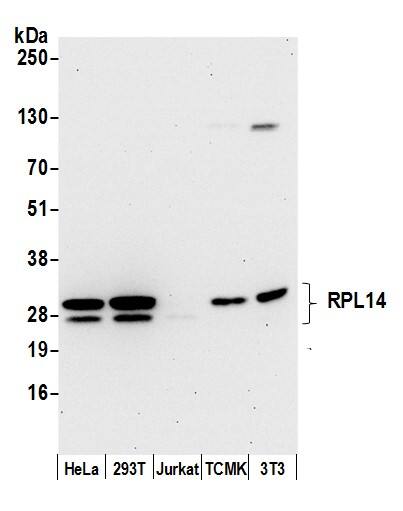 Western Blot:[NBP3-30561]-Detection of human and mouse RPL14 by western blot. Samples: Whole cell lysate from HeLa, HEK293T, Jurkat, mouse TCMK-1, and mouse NIH 3T3 cells prepared using NETN lysis buffer. Antibody: Affinity purified rabbit anti-RPL14 antibody used for WB at 0. 04 µg/ml. Detection: Chemiluminescence with an exposure time of 30 seconds.