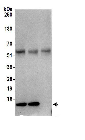 Immunoprecipitation LSM7 Antibody