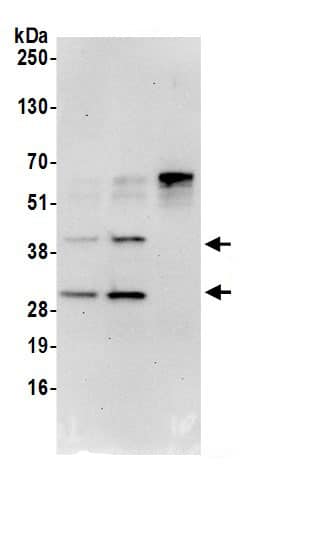Immunoprecipitation UBFD1 Antibody - BSA Free