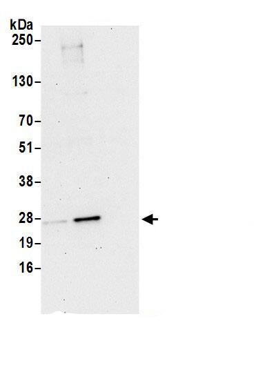 Immunoprecipitation CRIF1 Antibody - BSA Free