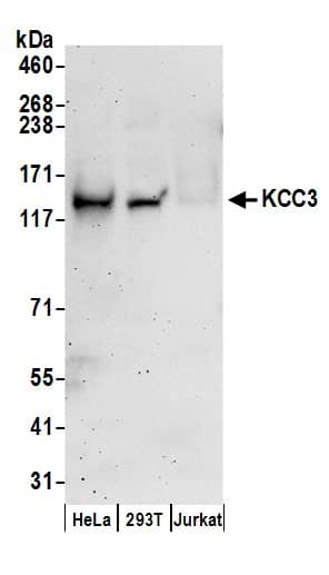 Western Blot:[NBP3-30600]-Detection of human KCC3 by western blot. Samples: Whole cell lysate prepared using RIPA buffer from HeLa, HEK293T, and Jurkat cells. Antibodies: Affinity purified rabbit anti-KCC3 antibody used for WB at 0. 1 µg/ml. Detection: Chemiluminescence with an exposure time of 3 minutes.