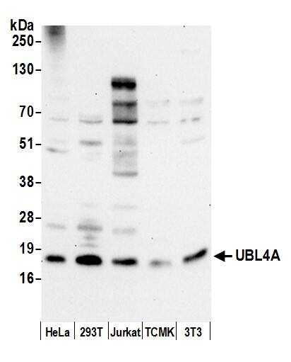 Western Blot:[NBP3-30601]-Detection of human and mouse UBL4A by western blot. Samples: Whole cell lysate from HeLa, HEK293T, Jurkat, mouse TCMK-1, and mouse NIH 3T3 cells prepared using NETN lysis buffer. Antibody: Affinity purified rabbit antibody used for WB at 0. 4 µg/ml. Detection: Chemiluminescence with an exposure time of 30 seconds.