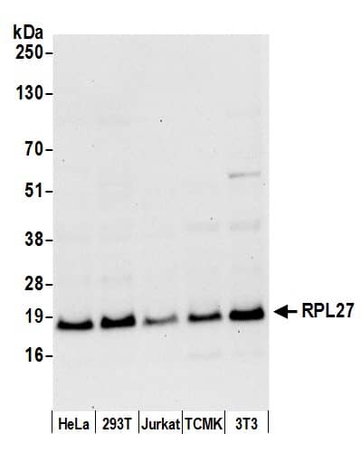 Western Blot:[NBP3-30602]-Detection of human and mouse RPL27 by western blot. Samples: Whole cell lysate from HeLa, HEK293T, Jurkat, mouse TCMK-1, and mouse NIH 3T3 cells prepared using NETN lysis buffer. Antibody: Affinity purified rabbit anti-RPL27 antibody used for WB at 0. 04 µg/ml. Detection: Chemiluminescence with an exposure time of 30 seconds.
