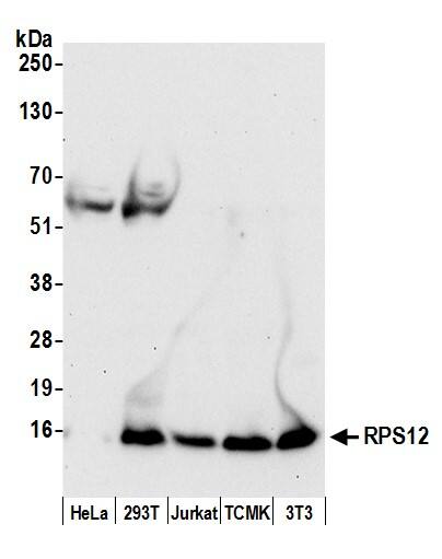 Western Blot:[NBP3-30603]-Detection of human and mouse RPS12 by western blot. Samples: Whole cell lysate from HeLa, HEK293T, Jurkat, mouse TCMK-1, and mouse NIH 3T3 cells prepared using NETN lysis buffer. Antibody: Affinity purified rabbit anti-RPS12 antibody used for WB at 0. 1 µg/ml. Detection: Chemiluminescence with an exposure time of 30 seconds.