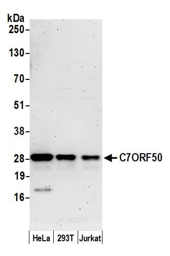 Western Blot:[NBP3-30604]-Detection of human C7ORF50 by western blot. Samples: Whole cell lysate from HeLa, HEK293T, and Jurkat cells prepared using NETN lysis buffer. Antibody: Affinity purified rabbit anti-C7ORF50 antibody used for WB at 1 µg/ml. Detection: Chemiluminescence with an exposure time of 3 minutes.