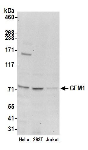 Western Blot:[NBP3-30605]-Detection of human GFM1 by western blot. Samples: Whole cell lysate from HeLa, HEK293T, and Jurkat cells prepared using NETN lysis buffer. Antibody: Affinity purified rabbit anti-GFM1 antibody used for WB at 0. 4 µg/ml. Detection: Chemiluminescence with an exposure time of 30 seconds.