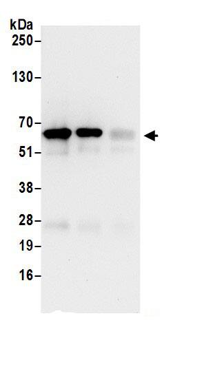 Immunoprecipitation IF3EI Antibody - BSA Free