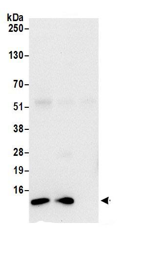 Immunoprecipitation LSM7 Antibody