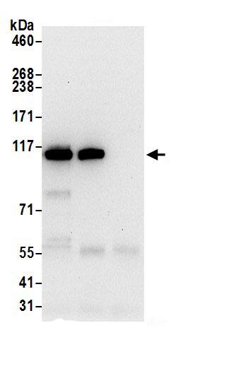 Immunoprecipitation Importin-9 Antibody