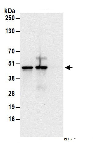 Immunoprecipitation:HMBS AntibodyNBP3-30627] -Detection of human HMBS by western blot of immunoprecipitates. Samples: Whole cell lysate (1 mg for IP; 20% of IP loaded) from 293T cells. Antibodies: Affinity purified rabbit anti-HMBS antibody NBP3-30627 (lot NBP3-30627-1) used for IP at 6 µg/mg lysate. HMBS was also immunoprecipitated by rabbit anti-HMBS antibody. For blotting immunoprecipitated HMBS, NBP3-30627 was used at 1 µg/ml. Detection: Chemiluminescence with an exposure time of 10 seconds.