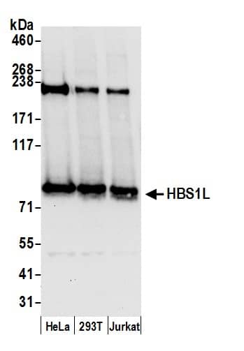 Western Blot:[NBP3-30634]-Detection of human HBS1L by western blot. Samples: Whole cell lysate from HeLa, HEK293T, and Jurkat cells prepared using NETN lysis buffer. Antibody: Affinity purified rabbit anti-HBS1L antibody used for WB at 0. 1 µg/ml. Detection: Chemiluminescence with an exposure time of 10 seconds.