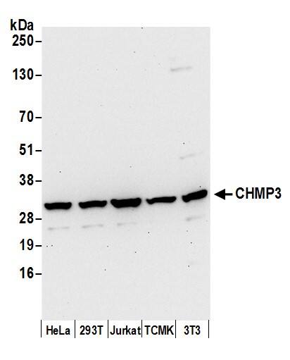 Western Blot:[NBP3-30635]-Detection of human and mouse CHMP3 by western blot. Samples: Whole cell lysate from HeLa, HEK293T, Jurkat, mouse TCMK-1, and mouse NIH 3T3 cells prepared using NETN lysis buffer. Antibody: Affinity purified rabbit anti-CHMP3 antibody used for WB at 0. 1 µg/ml. Detection: Chemiluminescence with an exposure time of 30 seconds.