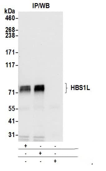 Immunoprecipitation:[NBP3-30643]-Detection of human HBS1L by western blot of immunoprecipitates. Samples: Whole cell lysate from Jurkat cells prepared using NETN lysis buffer. Antibodies: Affinity purified rabbit anti-HBS1L antibody used for IP at 6 µg per reaction. HBS1L was also immunoprecipitated by rabbit anti-HBS1L antibody. For blotting immunoprecipitated HBS1L, was used at 0. 4 µg/ml. Detection: Chemiluminescence with an exposure time of 10 seconds.