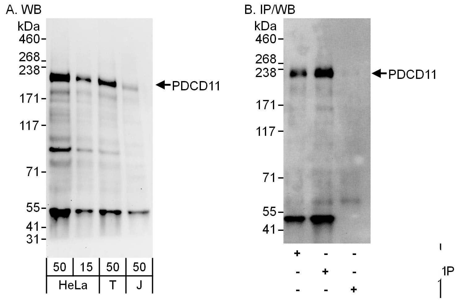 Western Blot PDCD11 Antibody - BSA Free