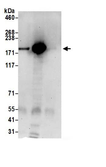 Immunoprecipitation UGGT1 Antibody - BSA Free