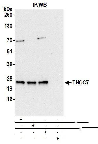 Immunoprecipitation:[NBP3-30671]-Detection of human THOC7 by western blot of immunoprecipitates. Samples: Whole cell lysate from 293T cells prepared using NETN lysis buffer. Antibodies: Affinity purified rabbit anti-THOC7 antibody used for IP at 6 µg per reaction. THOC7 was also immunoprecipitated by rabbit anti-THOC7 antibodies and. For blotting immunoprecipitated THOC7, was used at 0. 4 µg/ml. Detection: Chemiluminescence with an exposure time of 30 seconds.