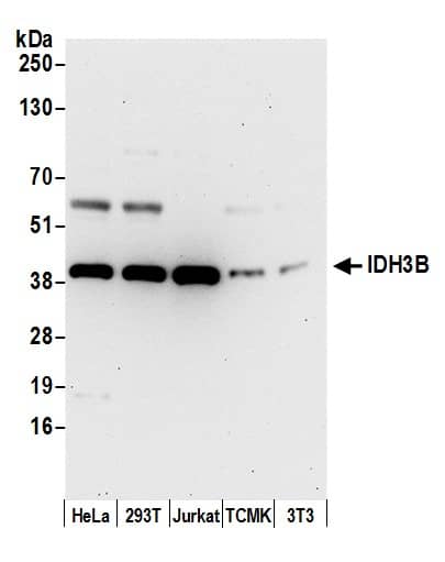 Western Blot:[NBP3-30672]-Detection of human and mouse IDH3B by western blot. Samples: Whole cell lysate from HeLa, HEK293T, Jurkat, mouse TCMK-1, and mouse NIH 3T3 cells prepared using NETN lysis buffer. Antibody: Affinity purified rabbit anti-IDH3B antibody used for WB at 0. 1 µg/ml. Detection: Chemiluminescence with an exposure time of 30 seconds.