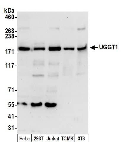 Western Blot:[NBP3-30673]-Detection of human and mouse UGGT1 by western blot. Samples: Whole cell lysate from HeLa, HEK293T, Jurkat, mouse TCMK-1, and mouse NIH 3T3 cells prepared using NETN lysis buffer. Antibody: Affinity purified rabbit anti-UGGT1 antibody used for WB at 0. 1 µg/ml. Detection: Chemiluminescence with an exposure time of 30 seconds.