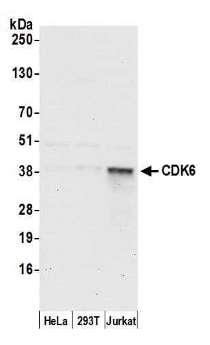 Western Blot:[NBP3-30677]-Detection of human CDK6 by western blot. Samples: Whole cell lysate from HeLa, HEK293T, and Jurkat cells prepared using NETN lysis buffer. Antibody: Affinity purified rabbit anti-CDK6 antibody used for WB at 0. 1 µg/ml. Detection: Chemiluminescence with an exposure time of 30 seconds.