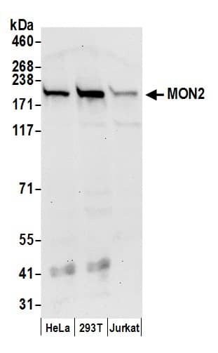 Western Blot MON2 Antibody