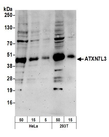 Western Blot Ataxin 7-Like 3 Antibody - BSA Free