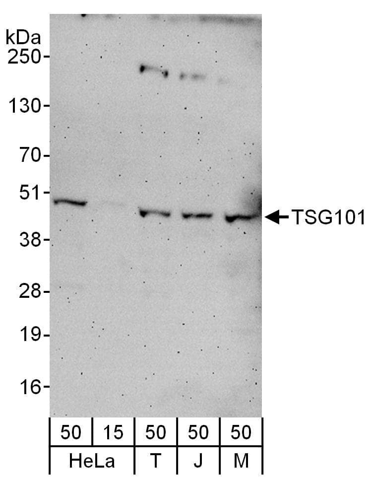 Western Blot:[NBP3-30702]-Detection of human and mouse TSG101 by western blot. Samples: Whole cell lysate from HeLa , HEK293T , Jurkat and mouse NIH 3T3 cells. Antibodies: Affinity purified rabbit anti-TSG101 antibody used for WB at 0. 1 µg/ml. Detection: Chemiluminescence with an exposure time of 3 minutes.