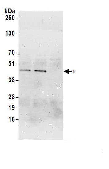 Immunoprecipitation FAM54A Antibody - BSA Free