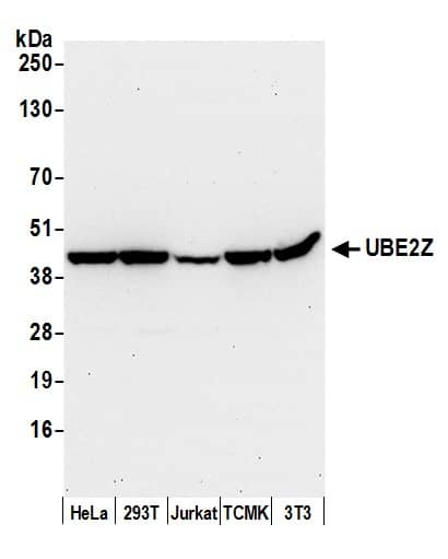 Western Blot:[NBP3-30720]-Detection of human and mouse UBE2Z by western blot. Samples: Whole cell lysate from HeLa, HEK293T, Jurkat, mouse TCMK-1, and mouse NIH 3T3 cells prepared using NETN lysis buffer. Antibody: Affinity purified rabbit anti-UBE2Z antibody used for WB at 0. 4 µg/ml. Detection: Chemiluminescence with an exposure time of 30 seconds.
