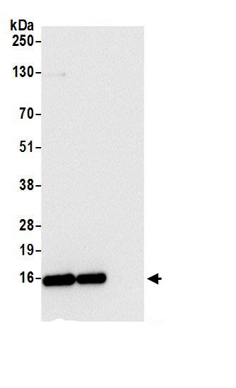 Immunoprecipitation:RPS12 AntibodyNBP3-30727] -Detection of human RPS12 by western blot of immunoprecipitates. Samples: Whole cell lysate (0.5 or 1.0 mg per IP reaction; 20% of IP loaded) from 293T cells prepared using NETN lysis buffer. Antibodies: Affinity purified rabbit anti-RPS12 antibody NBP3-30727 (lot NBP3-30727-1) used for IP at 6 µg per reaction. RPS12 was also immunoprecipitated by rabbit anti-RPS12.. For blotting immunoprecipitated RPS12, NBP3-30727 was used at 0.4 µg/ml. Detection: Chemiluminescence with an exposure time of 3 seconds.