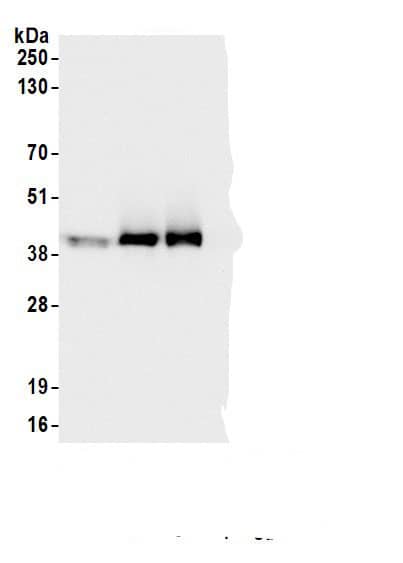Immunoprecipitation LUC7L2 Antibody - BSA Free