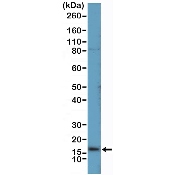 Western Blot: Uroplakin II Antibody (RM507) [NBP3-30733] - Western Blot of rhesus macaque bladder tissue lysate using Clone RM507 at 1:100 dilution.