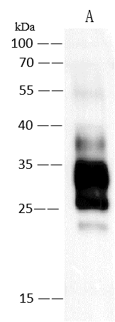 Western Blot: Monkeypox Virus M1R Antibody [NBP3-30756] - NBP3-30756 at 1:5000 dilution. Lane A: Monkeypox Virus (MPXV) M1R Protein (5ng) Secondary Goat Anti-Rabbit IgG (H+L) [HRP] at 1/10000 dilution Developed using the ECL technique. Performed under reducing conditions. 