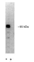 Western Blot PPP2R1A Antibody - BSA Free