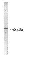 Western Blot PPP2R1A Antibody - BSA Free
