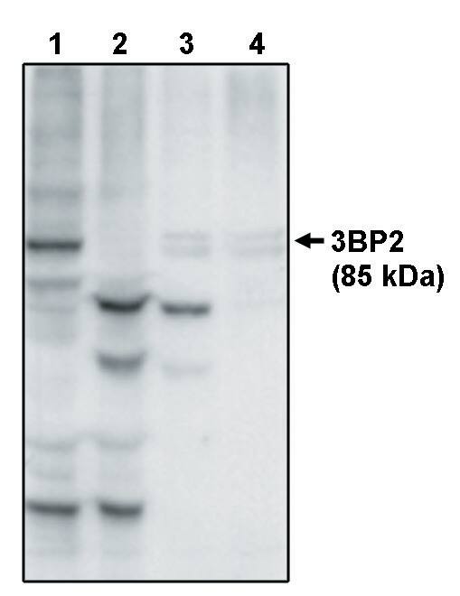 Western Blot: SH3BP2 Antibody [NBP3-30802] -  Western blot analysis using anti-3BP2 at 10 ug/ml on recombinant full length 3BP2 protein (1), 3BP2 protein inus the PH domain (2), 3BP2 protein minus the PR domain (3) and 3BP2 protein minus the SH2 domain (4).
